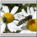 Scaeva pyrastri - Spaete Grossstirnschwebfliege m02.jpg